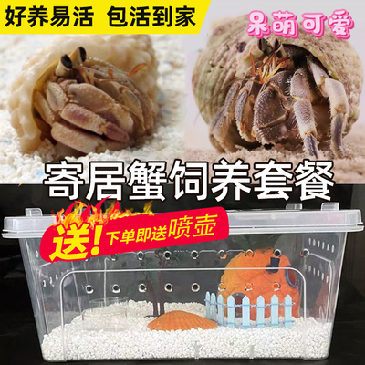 寄居蟹宠物饲养套餐装豆丁灰白桌面观赏蟹淡水活体懒人网红迷你蟹