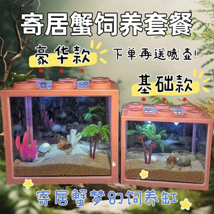 陆生寄居蟹活宠物淡水草莓短腕灰白深紫观赏蟹活体迷你蟹饲养套装