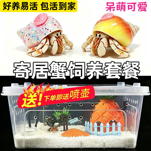 寄居蟹宠物饲养套餐装豆丁灰白桌面观赏蟹淡水活体懒人网红迷你蟹
