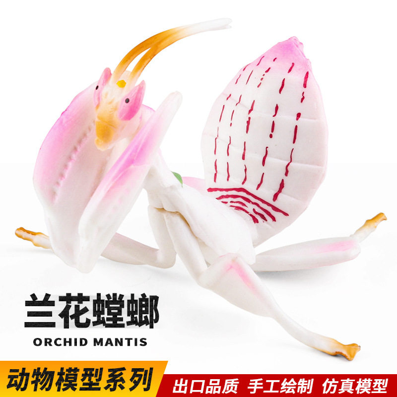 启蒙科教教具仿真昆虫玩具动物模型兰花螳螂蝴蝶蟋蟀知了田鳖龙虱