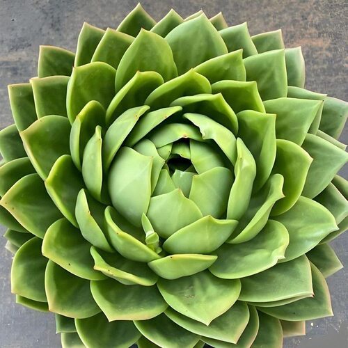 新品翠花多肉植物懒人好养盆栽新手肉肉室内阳台花卉防辐射绿植
