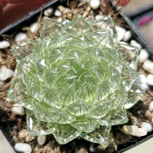 蝉翼玉露华丽精品高档多肉植物好养办公室客厅宿舍多肉盆栽摆设