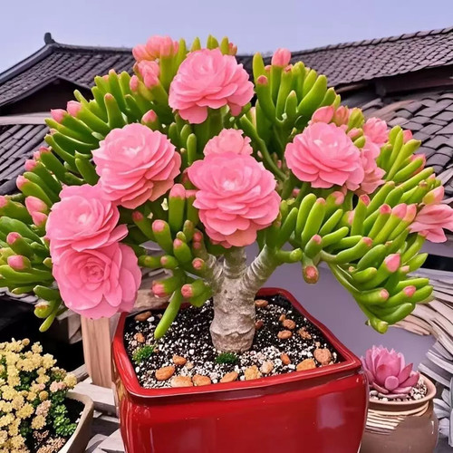 财多多大老桩多肉植物吸财树招财绿植阳台盆栽花卉多头四季常青