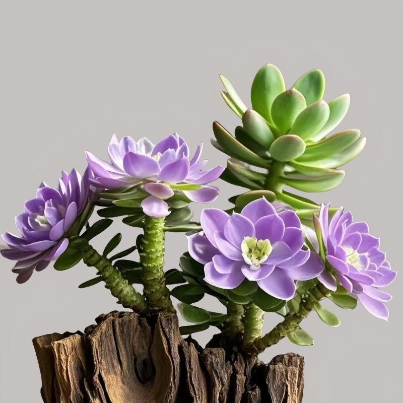 浓香型金钱串玉树姬红花月招财猫耐旱花卉绿植客厅阳台室盆