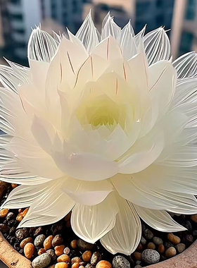 新品白娘子玉露组合多肉植物盆栽新手好养肉肉办公室阳台花卉