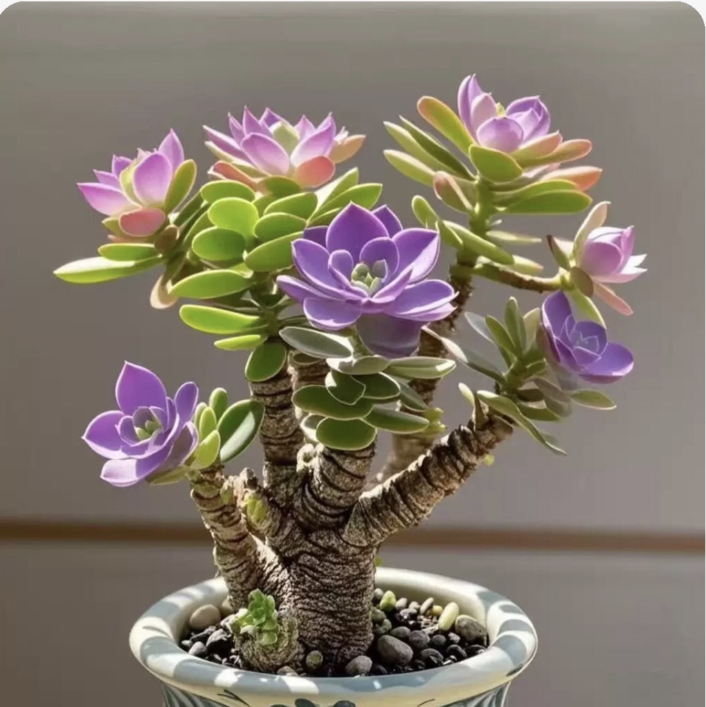 浓香型金钱串玉树姬红花月招财猫耐旱花卉绿植客厅阳台室盆