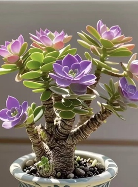 浓香型金钱串玉树姬红花月招财猫耐旱花卉绿植客厅阳台室盆