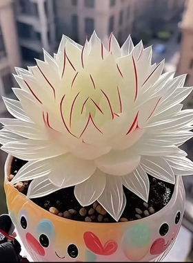 【蛇年新品】白娘子玉露组合套装带盆带土新手好养多肉植物盆栽