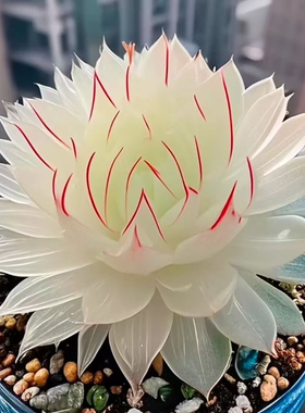 [新品]白娘子玉露组合多肉植物盆栽新手好养肉肉办公室阳台花卉