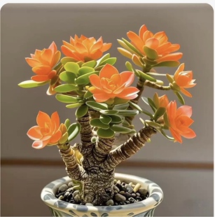 浓香型金钱串玉树姬红花月招财猫耐旱花卉绿植客厅阳台室盆