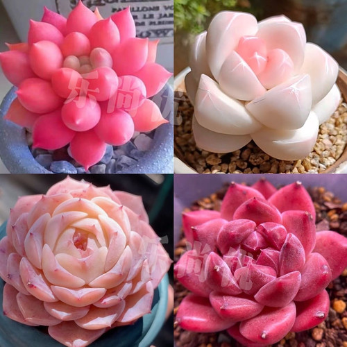 组合套餐泡芙红蜻蜓纯爱天狼星多肉植物室内阳台办公室盆栽