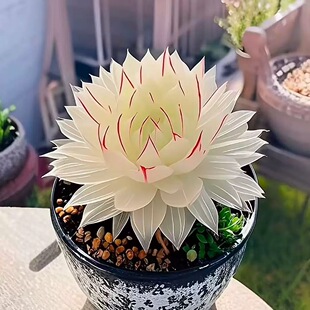 新品爆款白娘子白莲花玉露组合多肉新手植物办公室盆栽好养室内