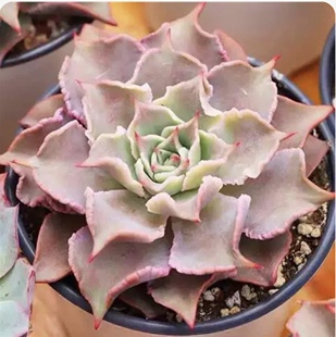 饺子皮多肉植物群生盆栽花不怕晒的绿植办公室好养室内花卉防辐射