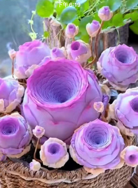 紫色风铃玫瑰鸡蛋玫瑰山地玫瑰多肉植物盆栽新手好养阳台室内花卉