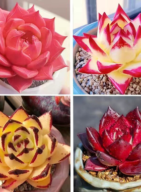 红颜蜜语多肉植物红色罗宾乌木系列好养活阳台桌面盆栽精品花卉