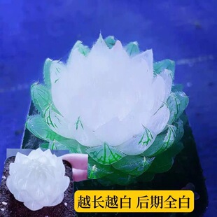 白莲花玉露高级稀有精品多肉植物办公室桌面防辐射盆栽花卉十二卷