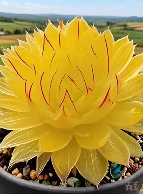 新款金凤玉露十二卷多肉组合套餐新手好养办公室阳台防辐射室内