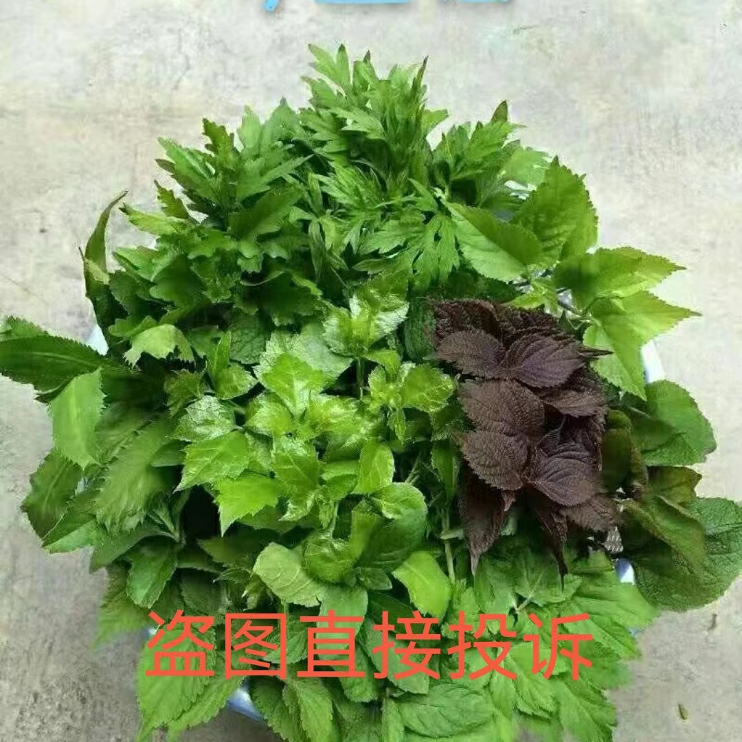 陆河特产新鲜油茶配料客家擂茶配料油茶青草野菜油茶1份购买2送1 水产肉类/新鲜蔬果/熟食 紫苏叶/苏子叶 原图主图