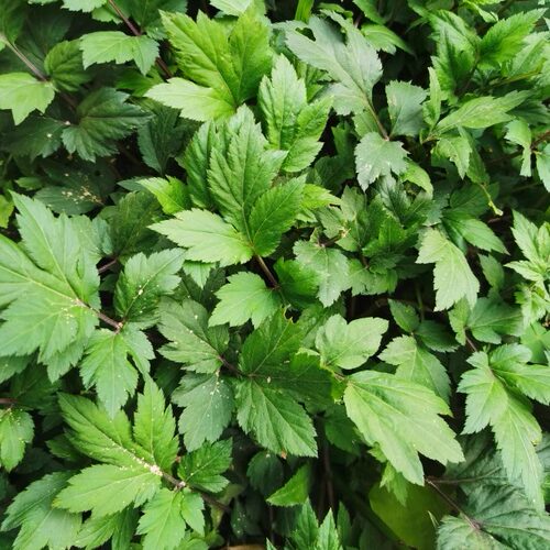 新鲜珍珠菜蔬菜苗菜猪血煮珍珠花菜新鲜蔬菜珍珠菜四季菜鸭脚树苗