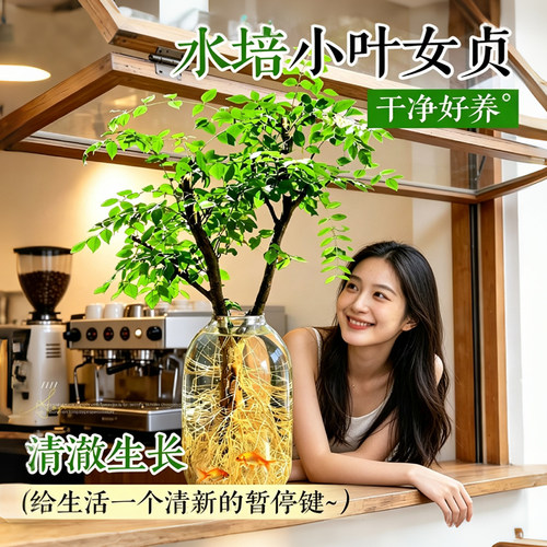水培小叶女贞造型植物绿植室内桌面客厅净化空气好养易活新手四季