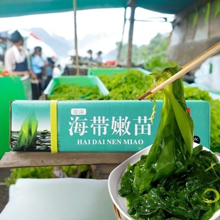 盐渍海带苗霞浦小海带特级10斤芽嫩苗新鲜麻辣烫盐渍-广东省包邮
