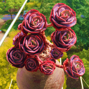 红粉台阁多肉植物 多头含盆土发货稀少品种桌面室内花卉