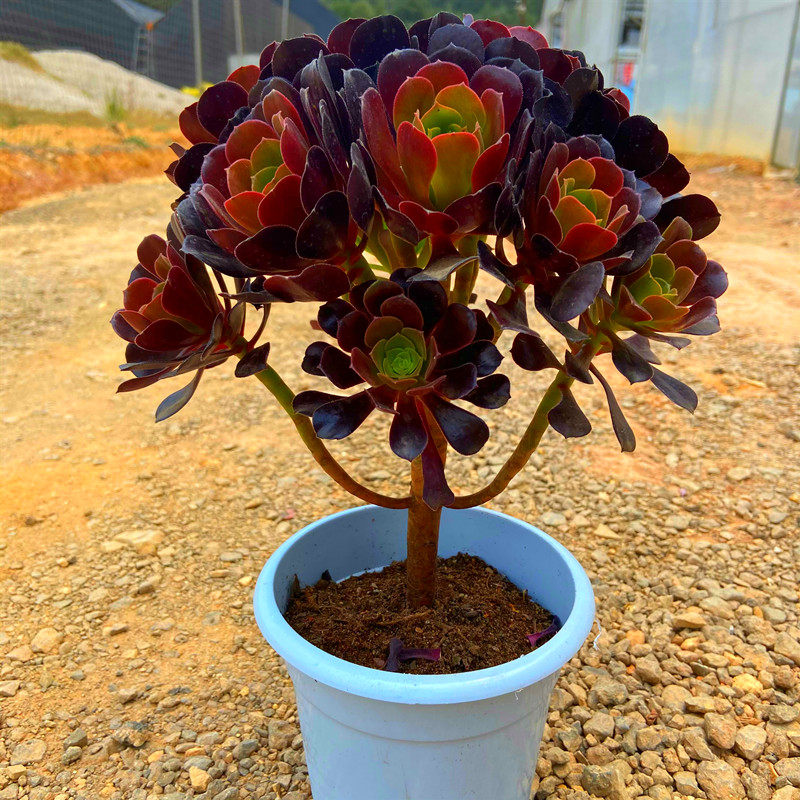 紫羊绒造型老桩多肉 超大颗多头精品盆栽含盆土发好养美观防辐射