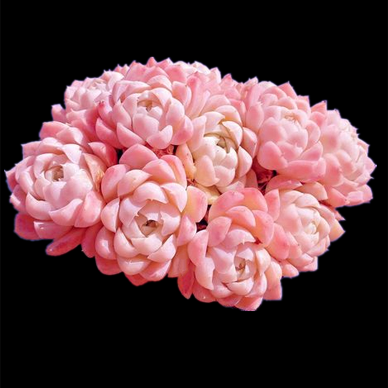 多肉植物白女王群 颜色品相佳果冻色基地直发庭院奇趣阳台盆栽