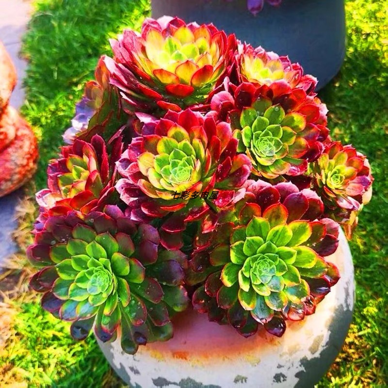 嘉年华多头小老桩多肉植物 含盆土法师系列三仙防辐射花卉盆栽