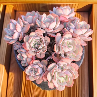 多肉植物  凌波仙子多头群 带盆栽好高级美观净化空气