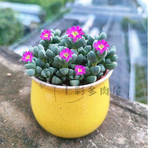 鹿角海棠多头多肉植物  带盆栽好易养殖阳台桌面美观净化空气