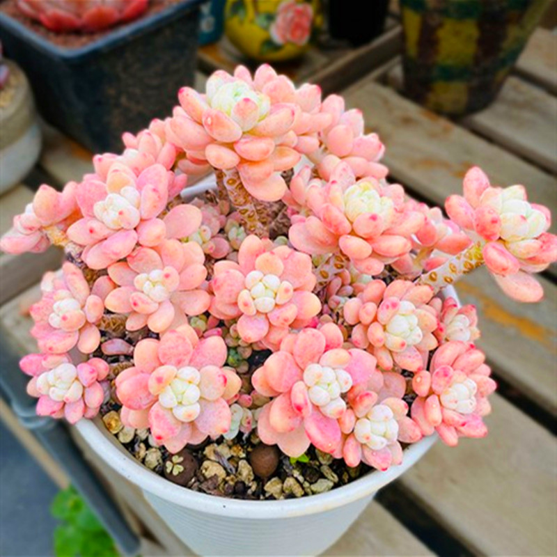 会开花带香味带盆栽好