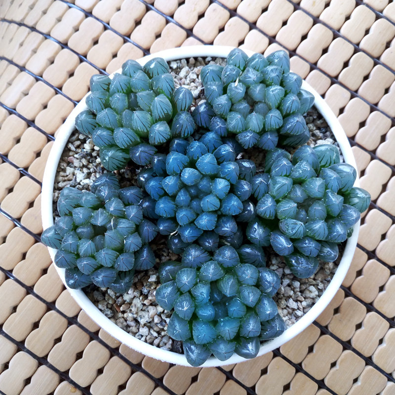 多肉植物盆栽玉露包邮特价冰灯玉露清仓室内盆栽多肉植物紫姬玉露