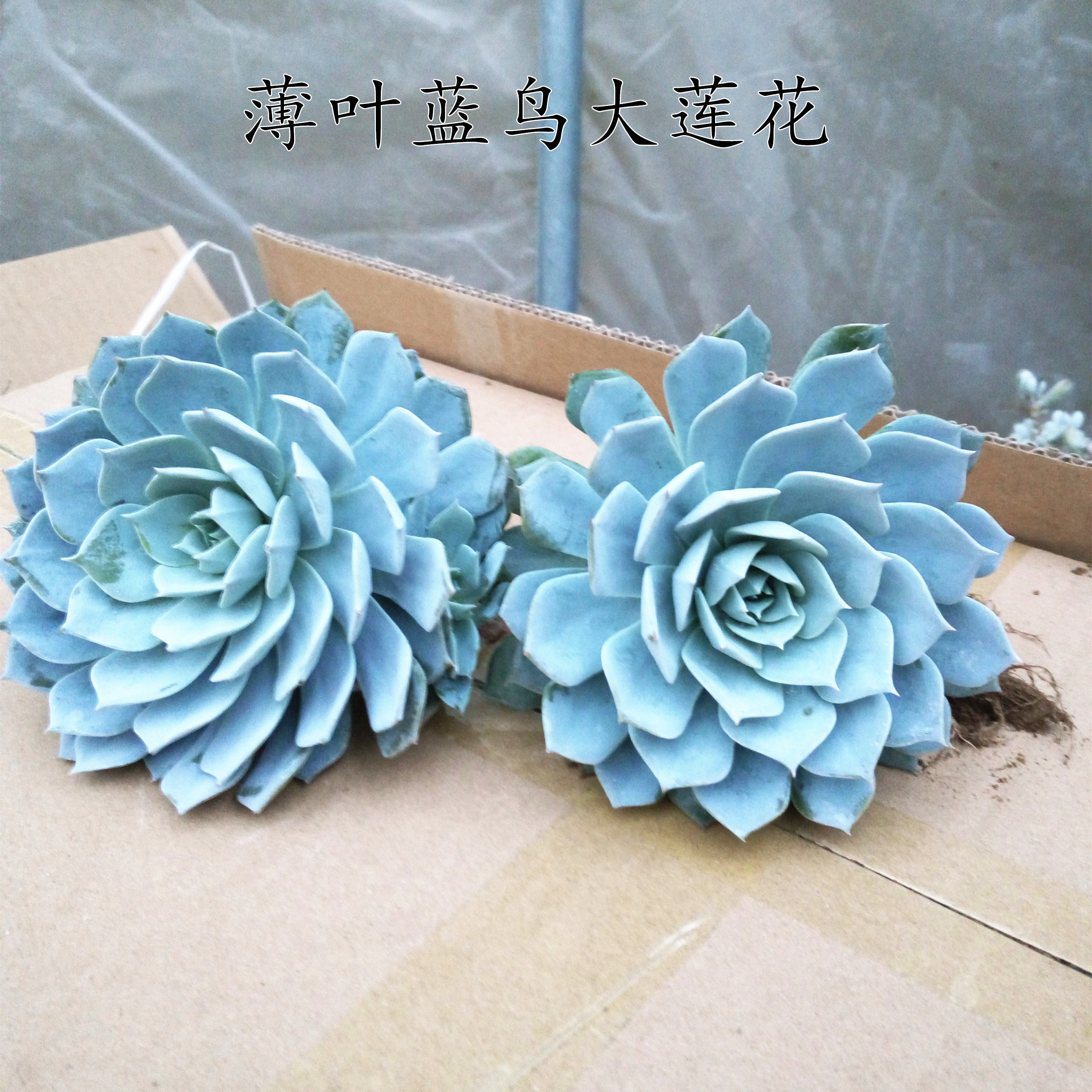 薄叶蓝鸟多肉植物盆栽老桩四季阳台多肉超大捧花肉肉美观大株植物