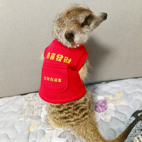 春季新年恭喜发财衣服狐獴龙猫土拨鼠松貂豚鼠花枝youyou爱宠屋