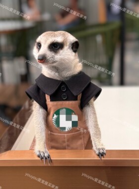 春季制服卫衣土拨鼠狐獴松鼠貂龙猫衣服可定制youyou爱宠屋