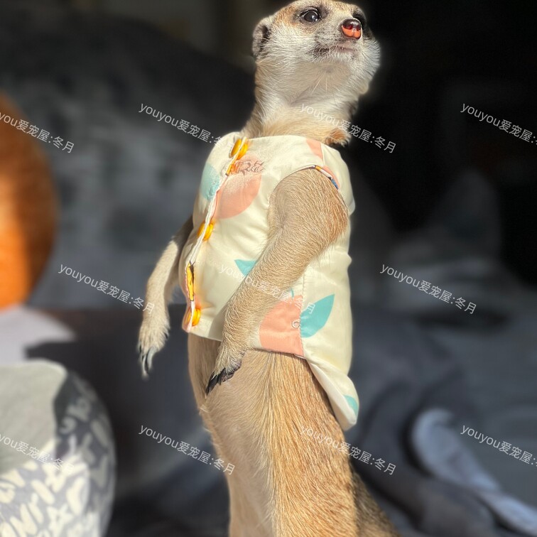 秋冬羽绒服冬季双面可穿长款保暖狐獴衣服豚鼠貂定制youyou爱宠屋,宠物/宠物食品及用品,猫宠物服装/雨衣（新）,淘宝优惠券,粉丝福利购,淘宝优惠卷