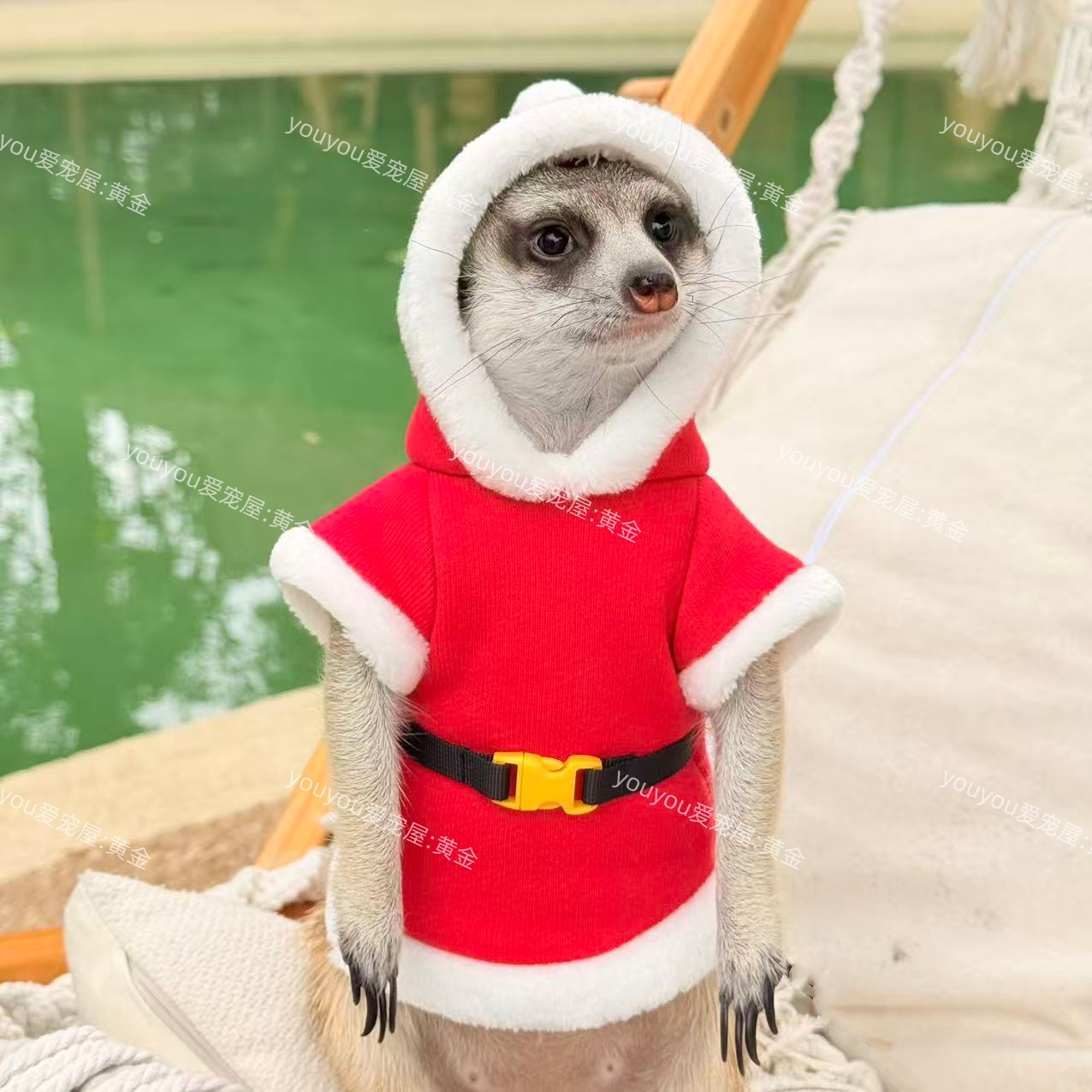 秋冬保暖圣诞衣服狐獴衣服黑尾土拨鼠丁满貂荷兰猪臭鼬小宠小衣服