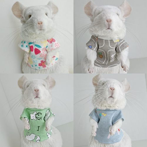 弹力T恤衣服龙猫松鼠土拨鼠雪貂狐獴花枝鼠无毛豚鼠youyou爱宠屋