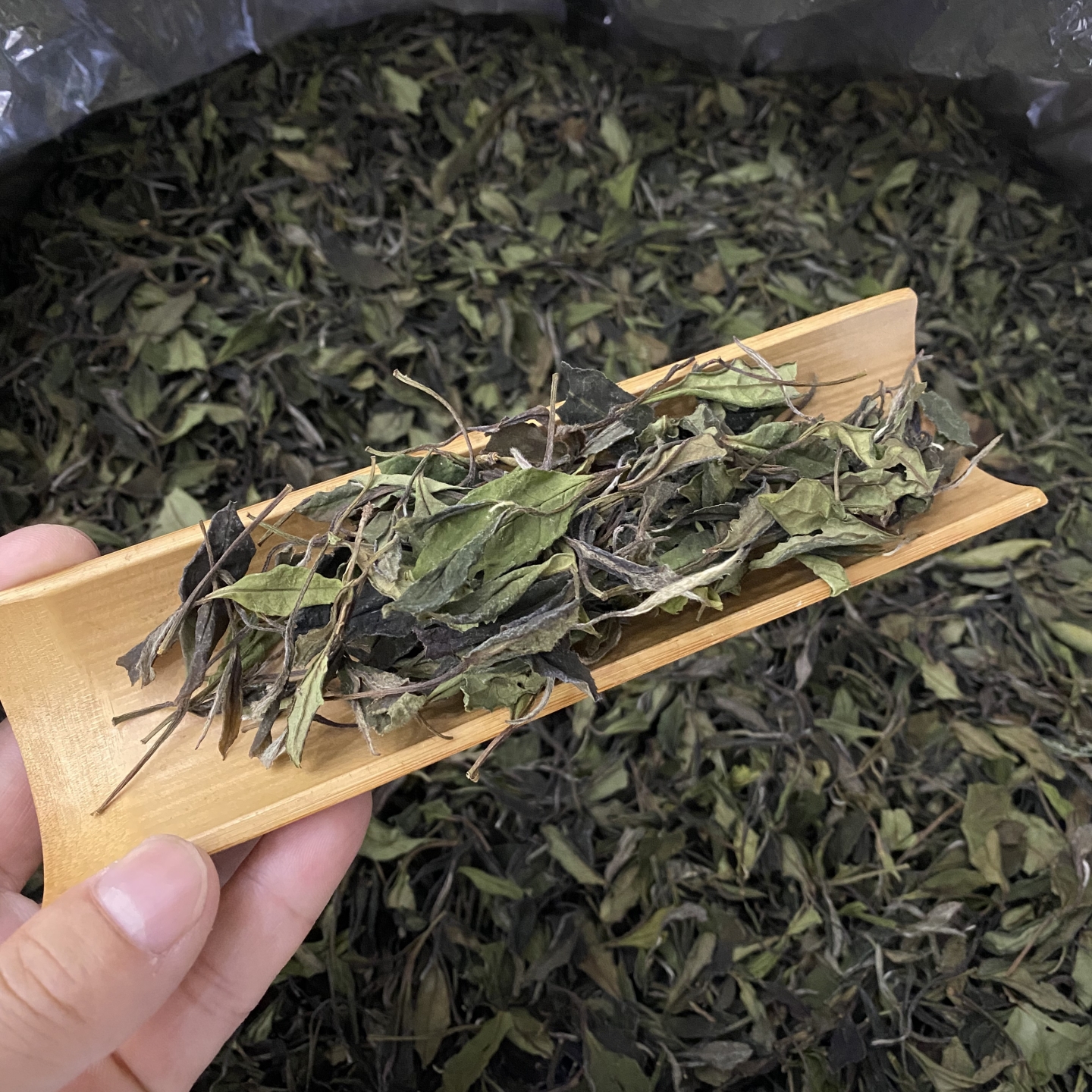2023年群体种小菜茶贡眉福鼎白茶