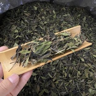 陈孝金磻溪福鼎白茶2023年正宗贡眉群体种小菜茶散茶叶自己喝