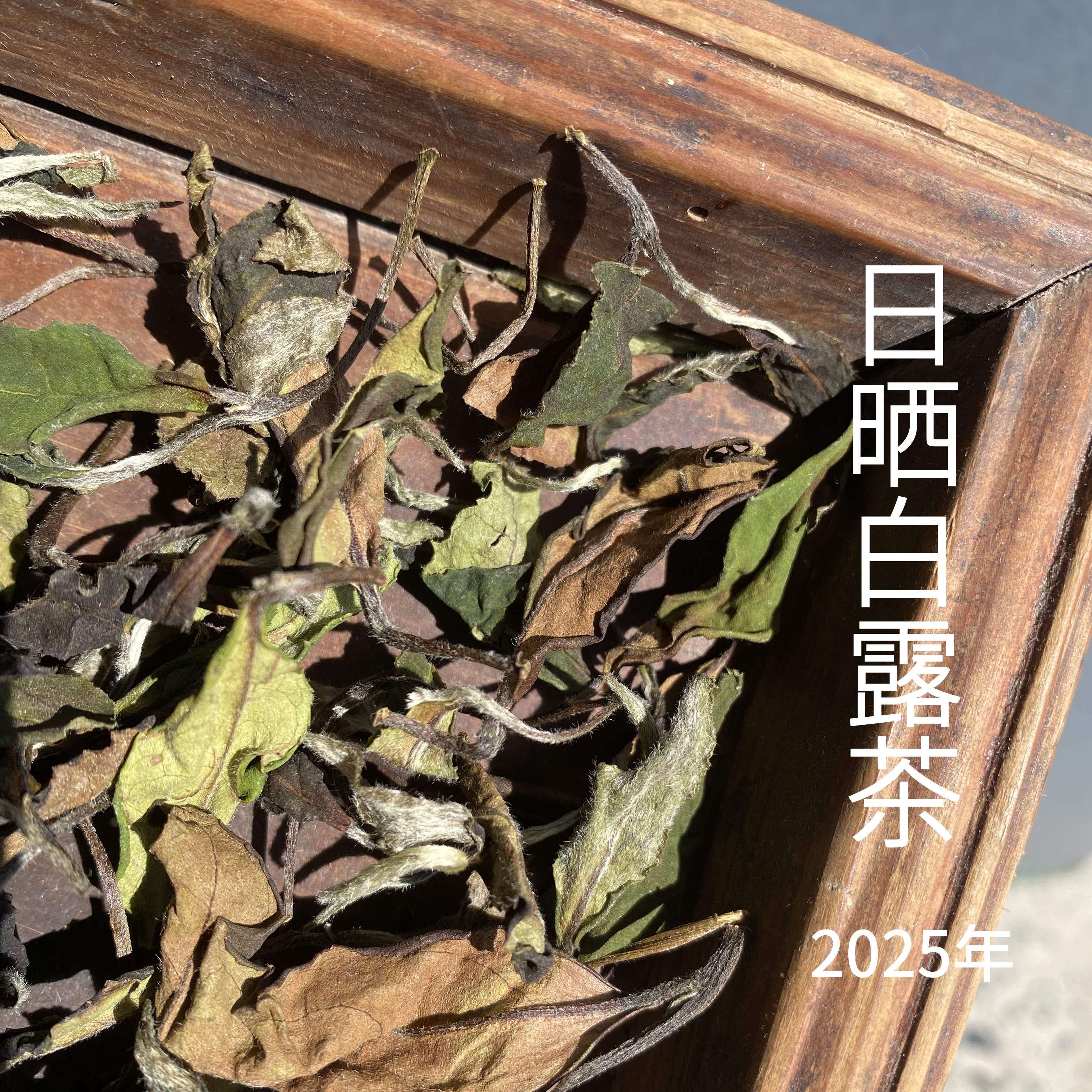 【2025年白露茶预售】福鼎白茶寿眉磻溪湖林产区日晒萎凋宜品宜藏