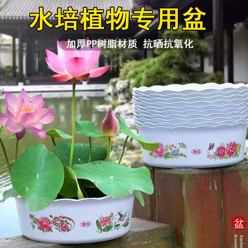 碗莲盆睡莲盆水仙花盆水培铜钱草花盆巴西木圆形花边水培无孔花盆