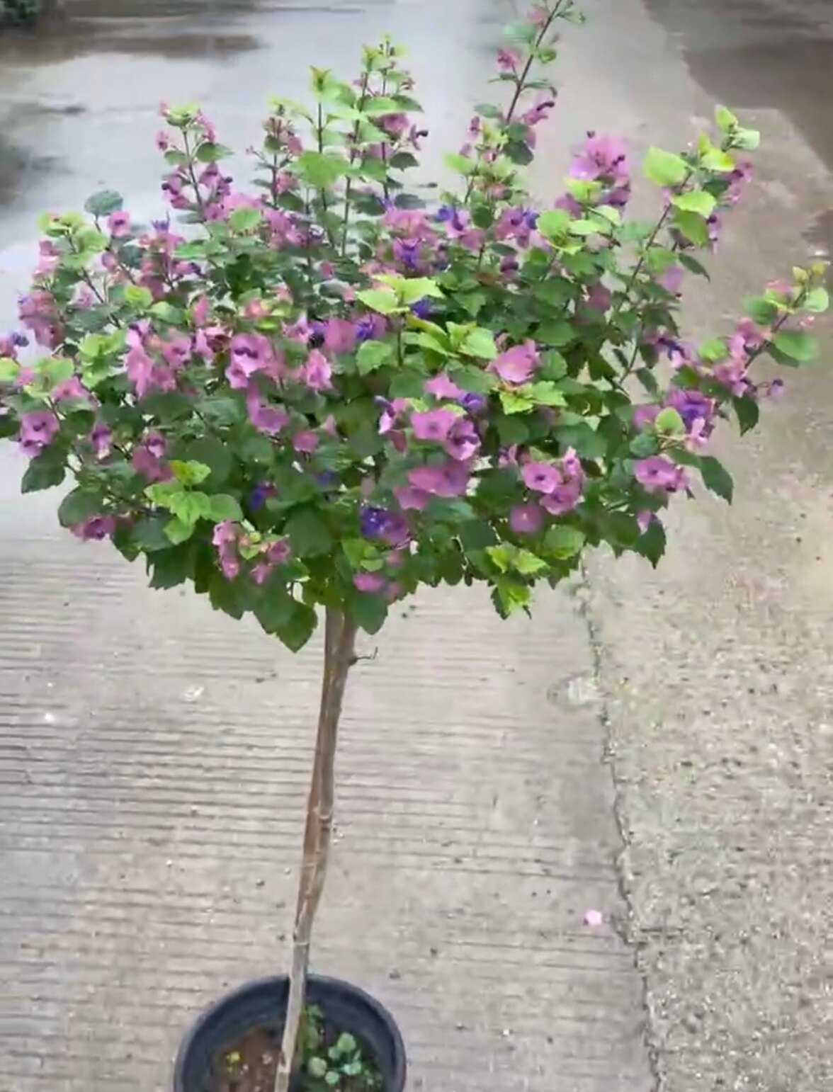 花期超长塔希提帽子花盆栽阳台庭院花卉常绿灌木室外绿植粉苞冬红