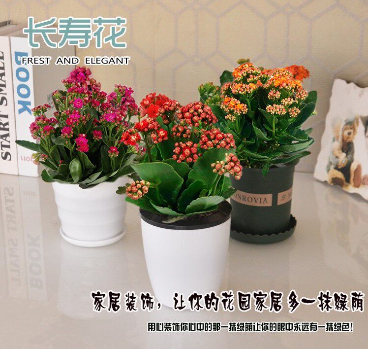 长寿花带花苞盆栽长寿花