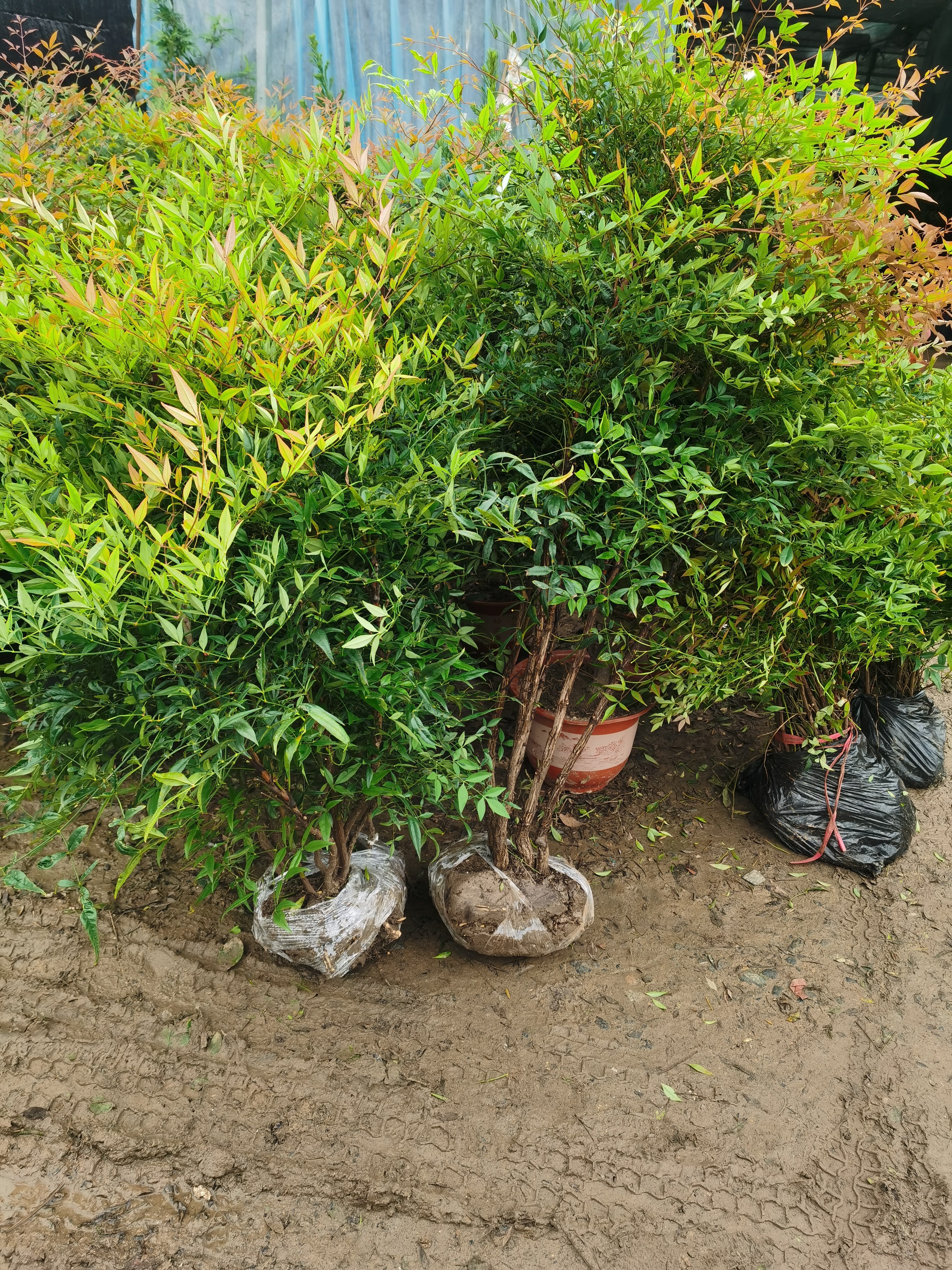 耐寒南天竹土培盆栽庭院室内外阳台绿植造景植物大型火焰老桩树苗