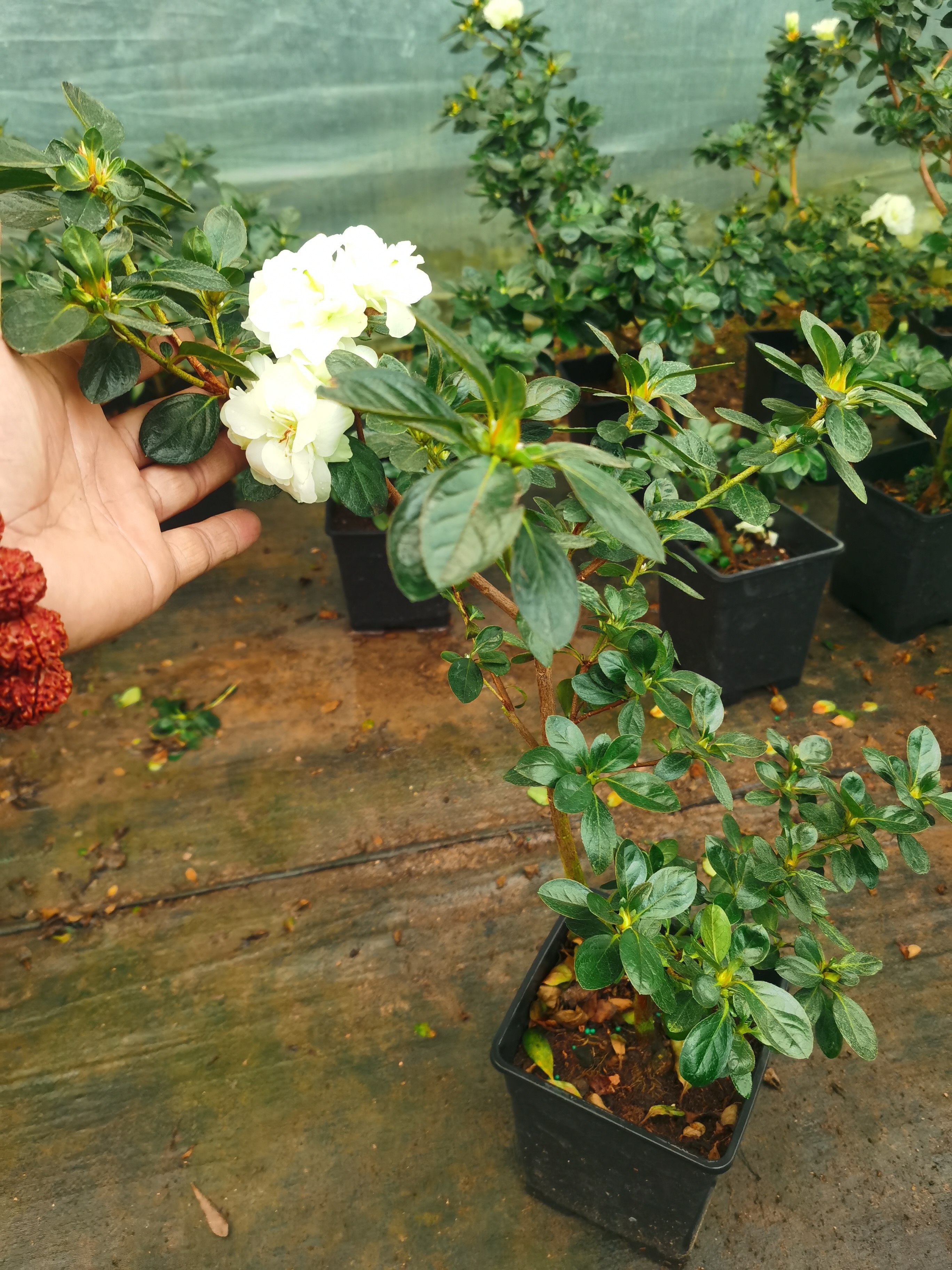 稀有绿色杜鹃花造型带飘枝微型盆景素材阳台观花盆栽常绿光辉杜鹃