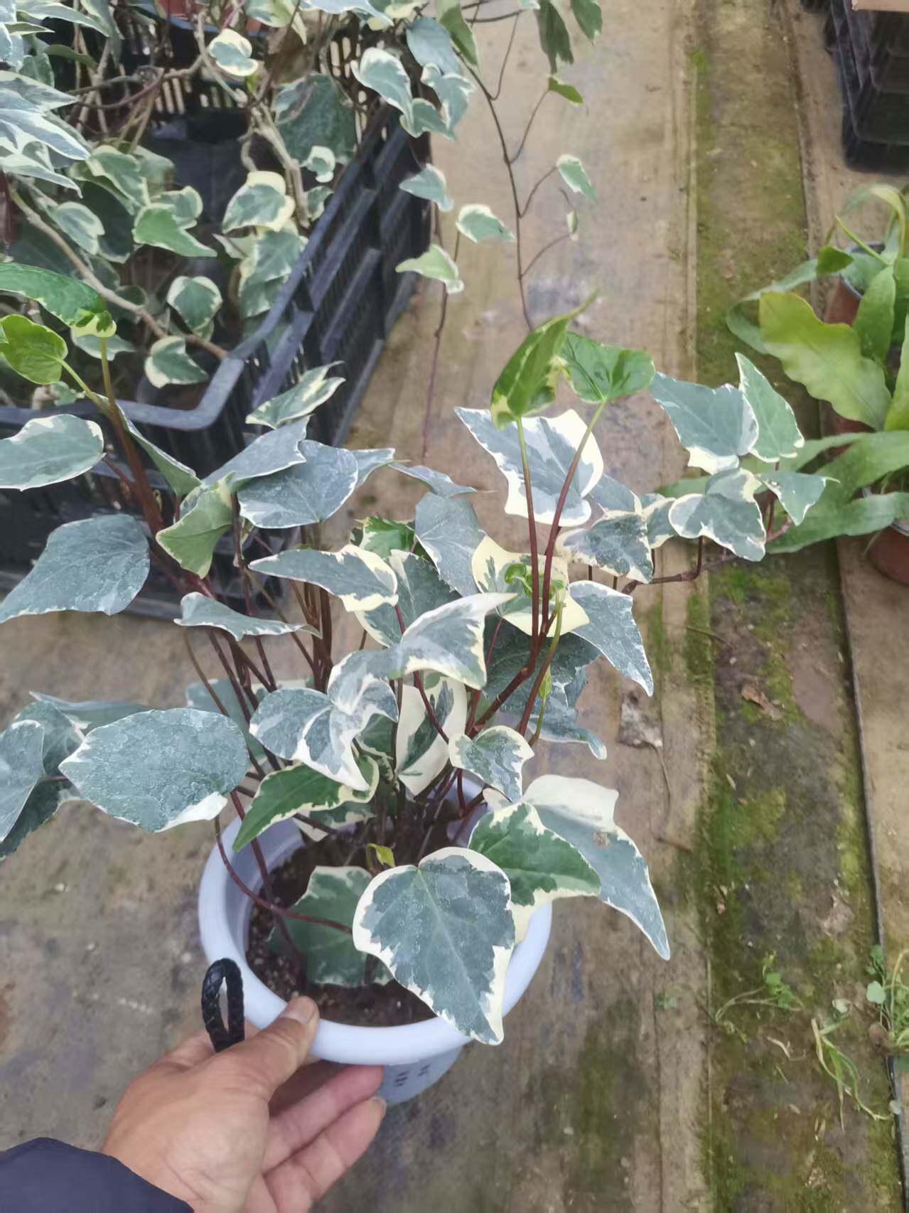 大叶花叶蔓阳台庭院室内盆栽花卉绿植金边常春藤老桩花叶常青藤