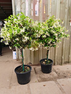 耐寒银丝茉莉棒棒糖大风车茉莉花多年生开花超香植物盆栽四季常青