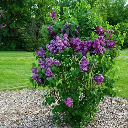 丁香花树苗驱蚊虫花卉植物耐寒庭院四季室外别墅大花紫丁香花盆栽